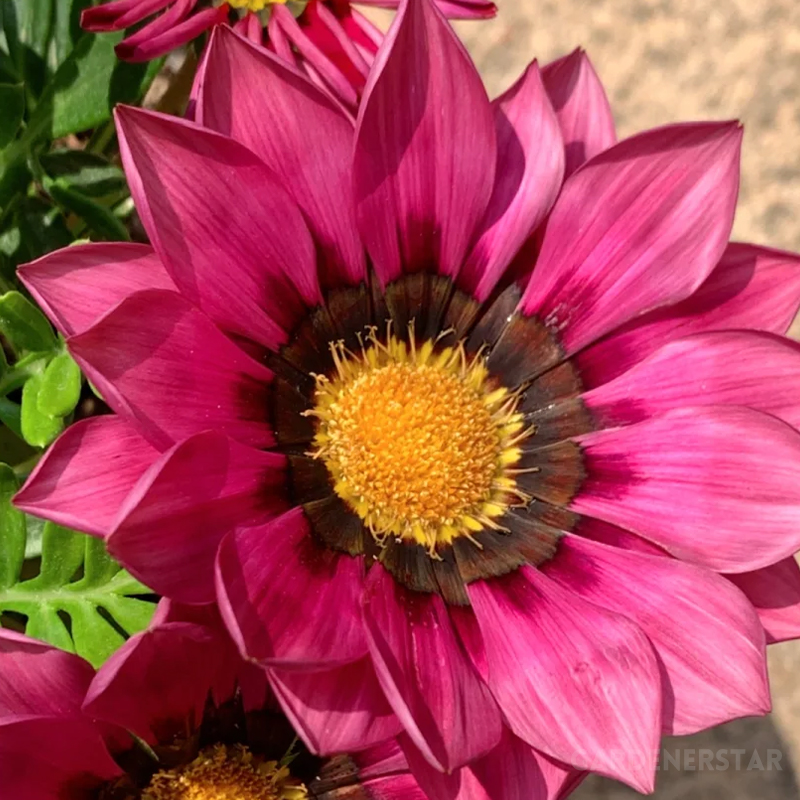 Medal Chrysanthemum Seeds - Flower of Glory