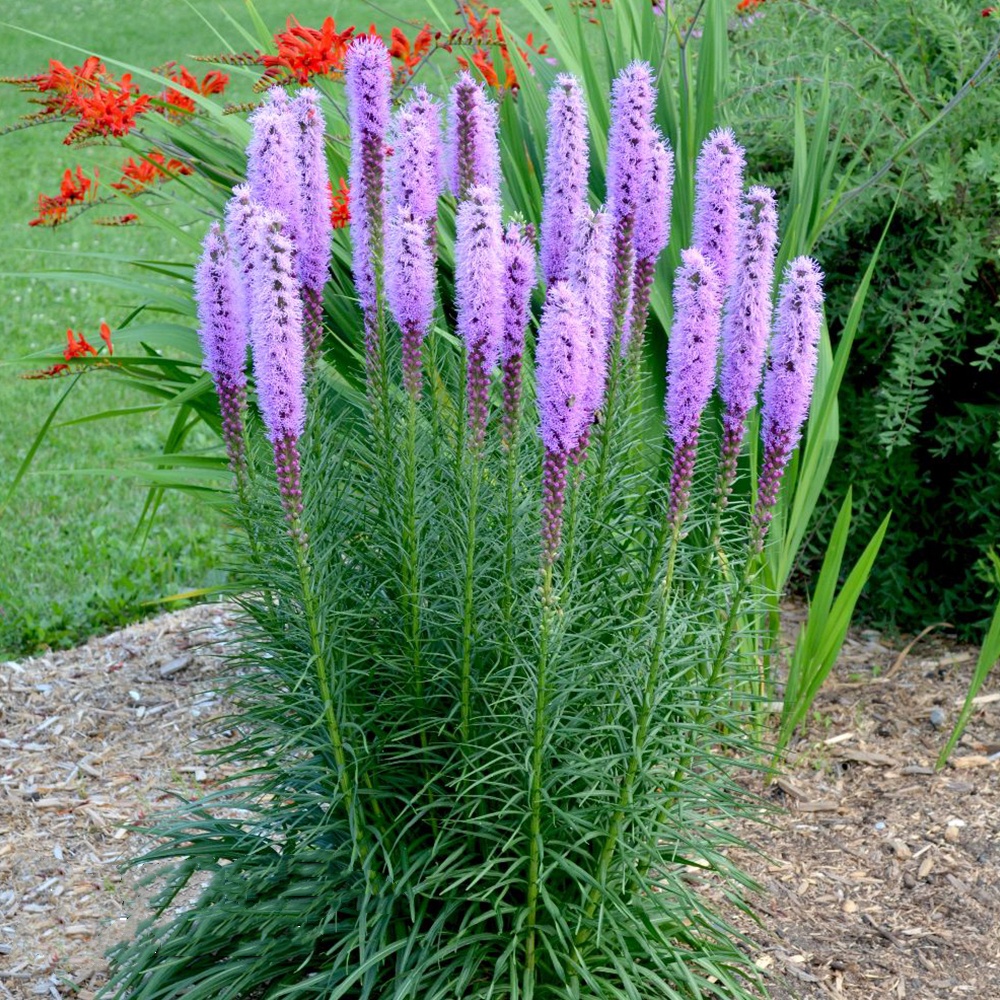 Gayfeather / Blazing Star Seeds - Liatris Seeds