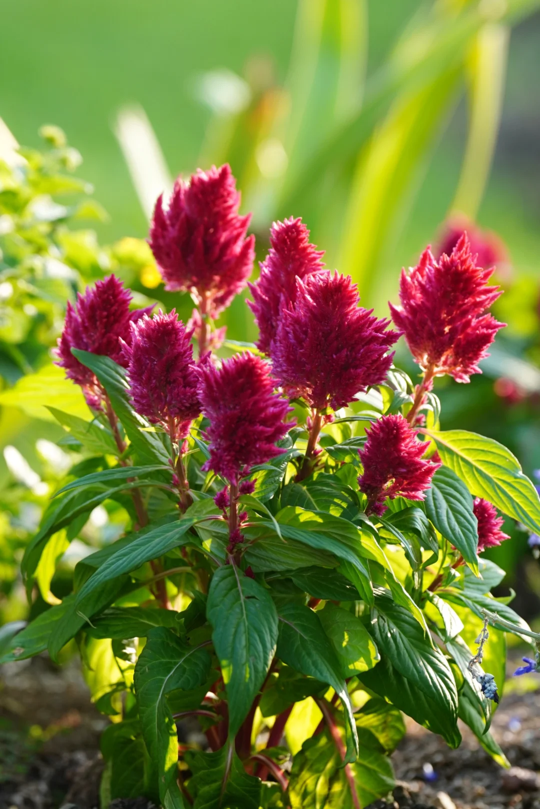Celosia cristata