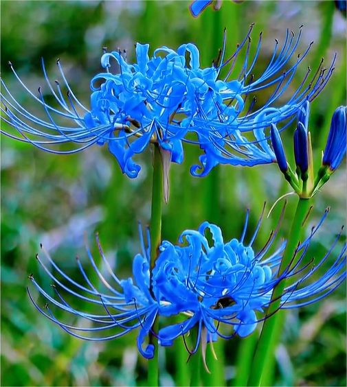 🌈Spider Lily Bulbs-Multicolor🌈
