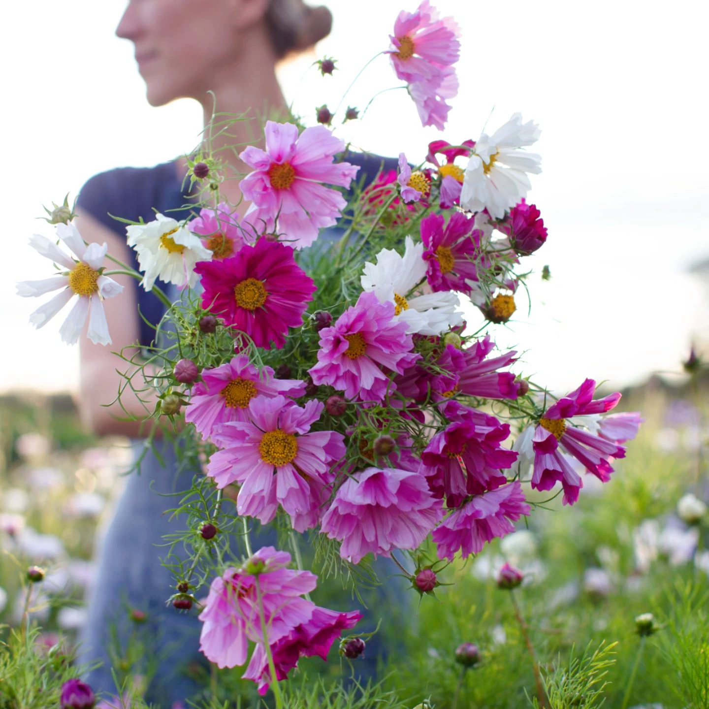 Cosmos "Seashells" Seeds – Giant Cosmos (Cosmos bipinnatus) 🌸