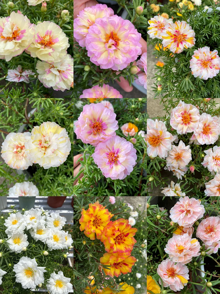 🌼 Moss Rose: The Sunshine Bloom That Thrives with Love! 🌞