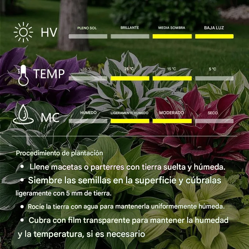 💥Oferta especial 2025 🌌 Semillas de Hosta Corazón Azul Medianoche, planta perenne de sombra para jardín