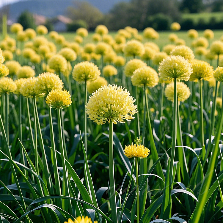 🌸 Giant Allium: A Royal Bloom for Your Garden 💜