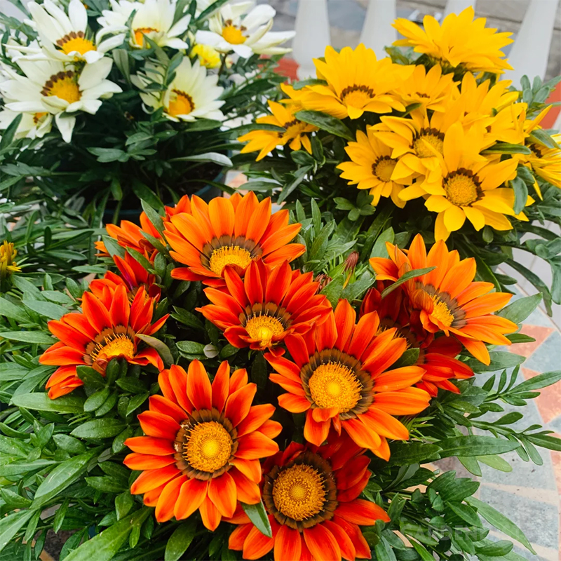 Medal Chrysanthemum Seeds - Flower of Glory