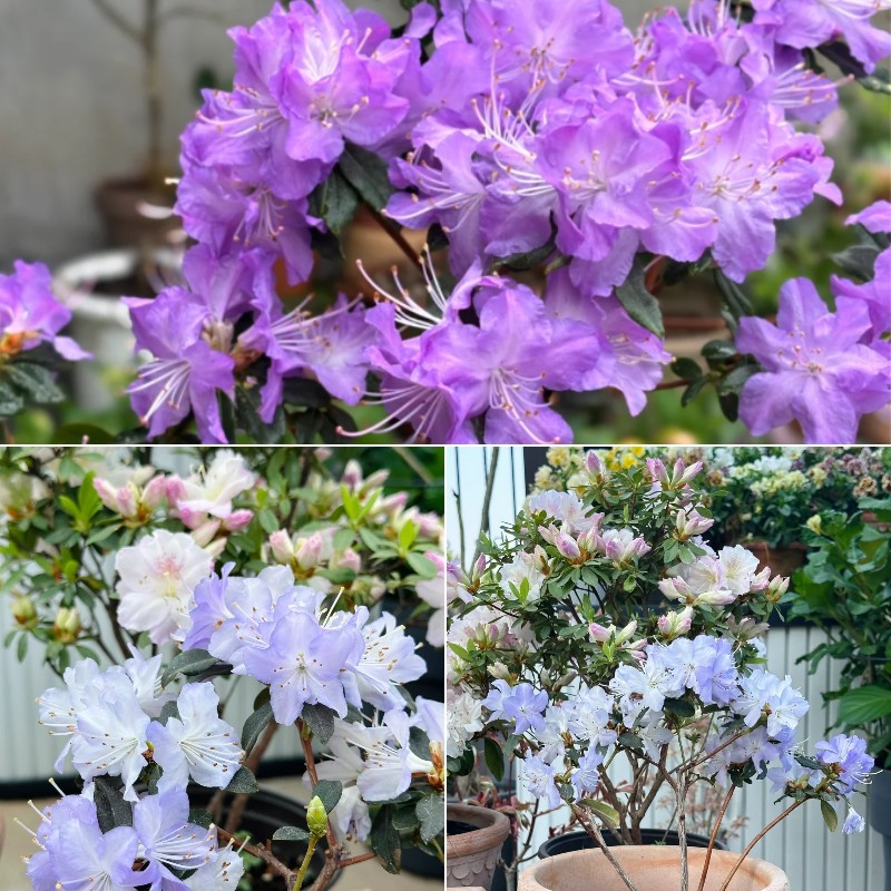 🎁50% OFF🔥Deciduous Azalea Seeds