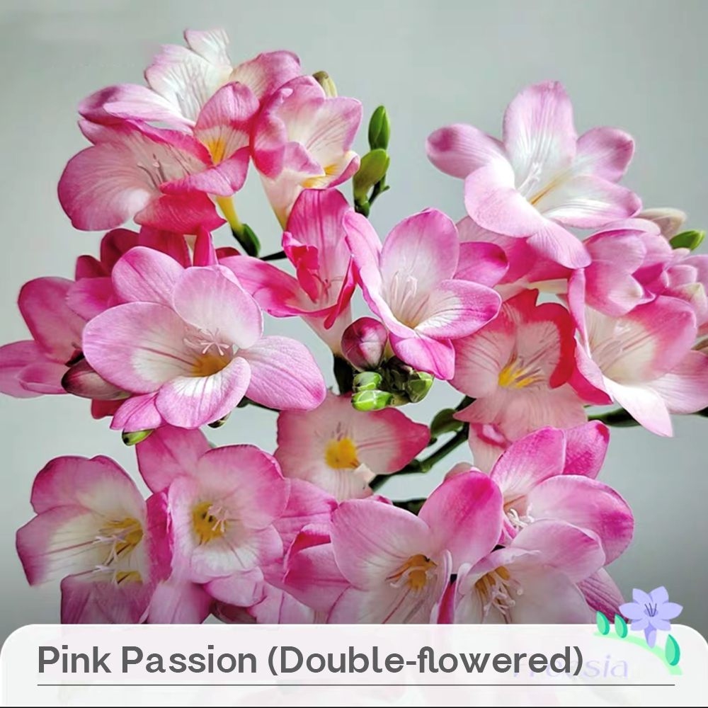 Freesia Bulbs --Comming Soon