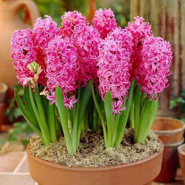 💐Hyacinth—Pure Happiness