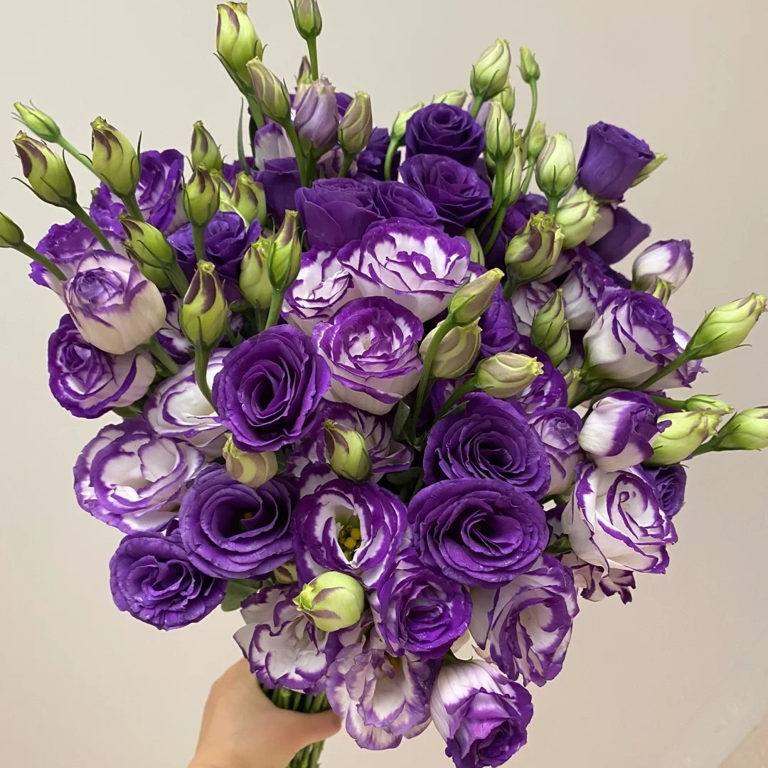 🌸 Lisianthus - The Romantic Fairy from Afar 🌸