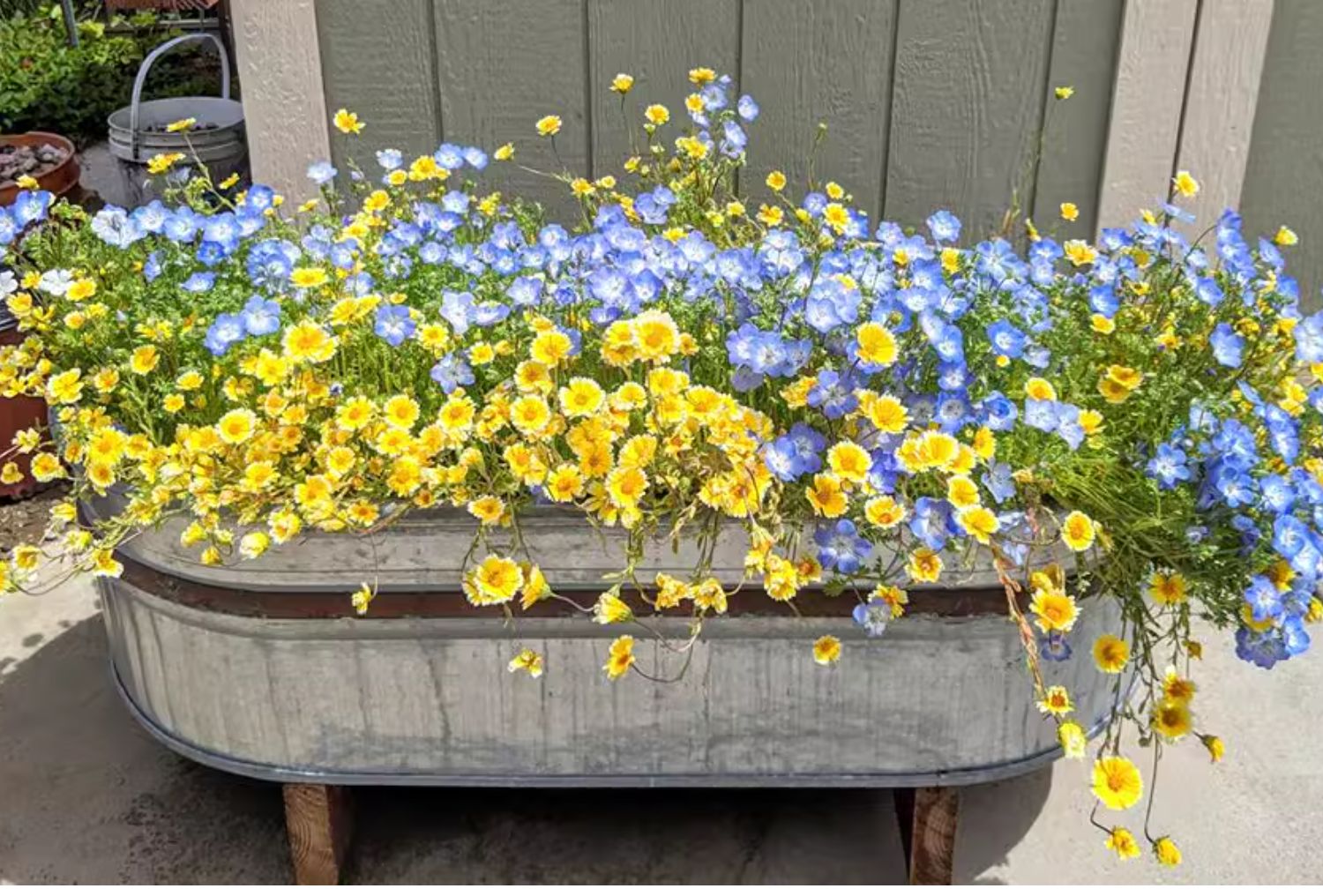 🌼 Laya Marigold Seeds – Tagetes patula L. 🌼