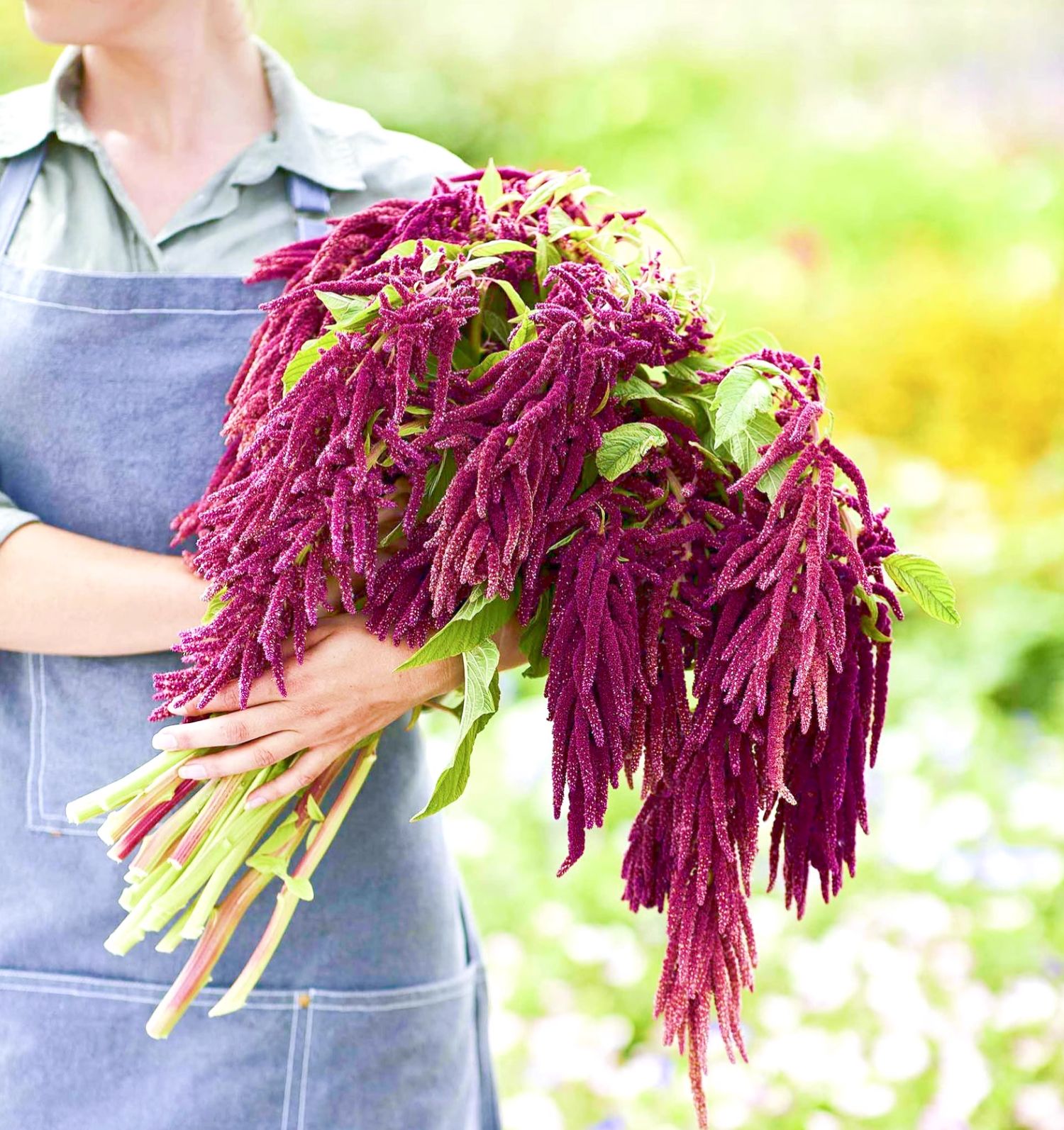 🌿 Amaranthus Caudatus Seeds – The Stunning & Nutritious Love-Lies-Bleeding! 🌾