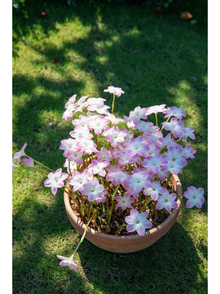 💧 Blooms After Rain – 🌼 Rain Lily Bulbs