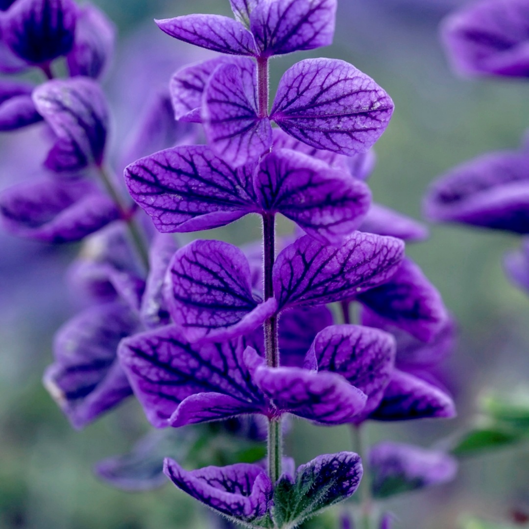 Sage (Salvia) Seeds – Blue Sage (Salvia officinalis) 🌿