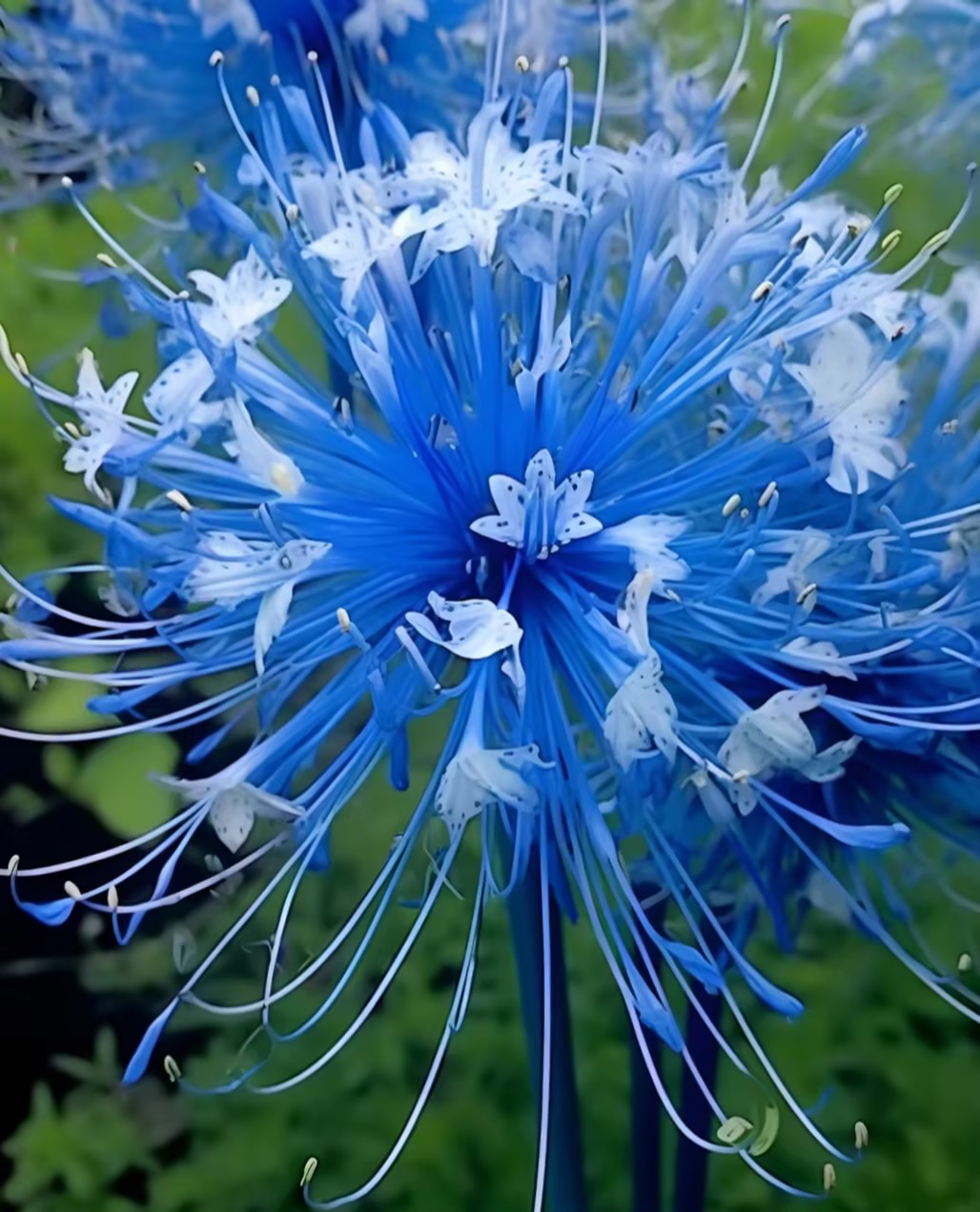 Higanbana Spider Lily Equinox Flower Bulbs