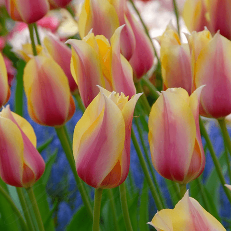  Tulip Bulbs 🌷 - Brighten Your Garden with Stunning Spring Blooms 🌸
