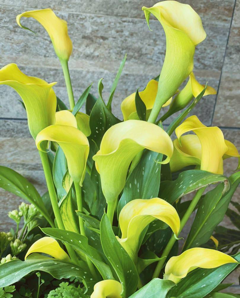 🌈Calla Lily Bulbs🔥Elegant Beauty for Your Garden