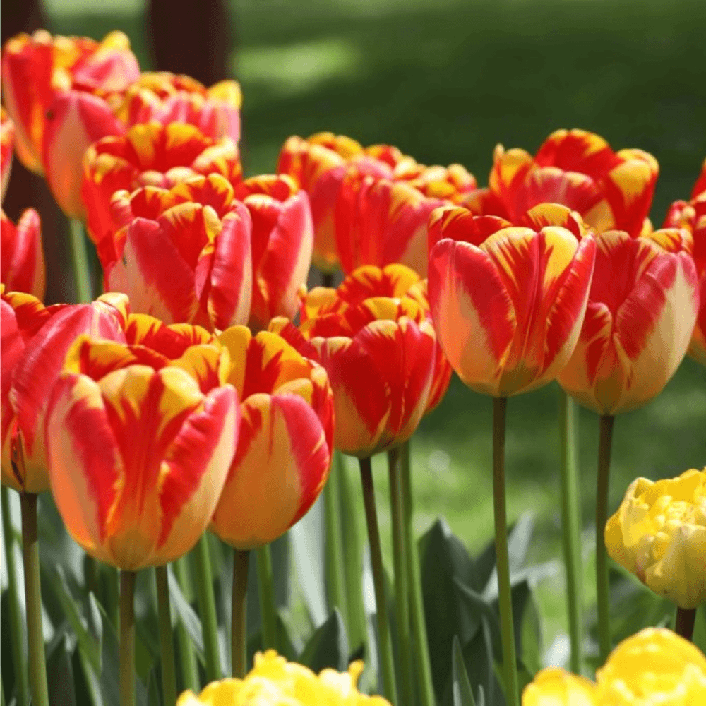  Tulip Bulbs 🌷 - Brighten Your Garden with Stunning Spring Blooms 🌸