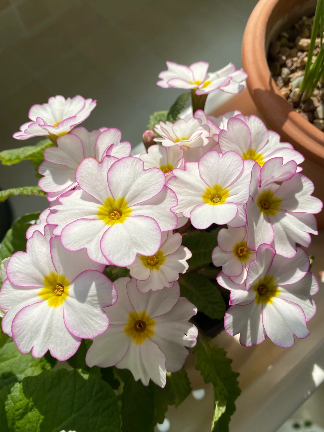 Low light 🌼 Small balcony 🌸 Plant it 🌹 Primrose