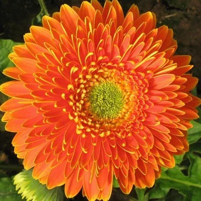 50% OFF🌻Double Gerbera Flowers🌺