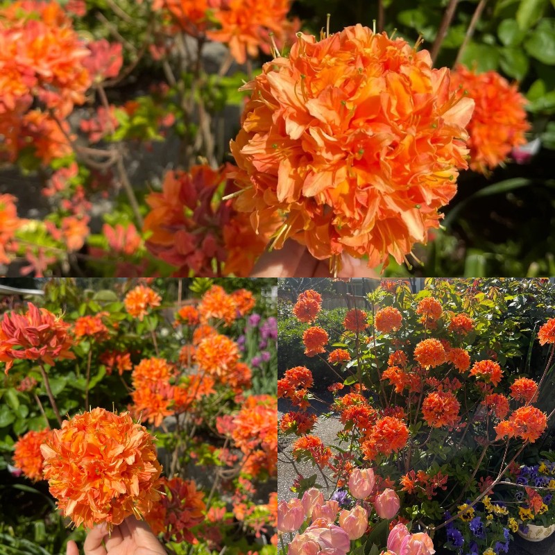 🎁50% OFF🔥Deciduous Azalea Seeds