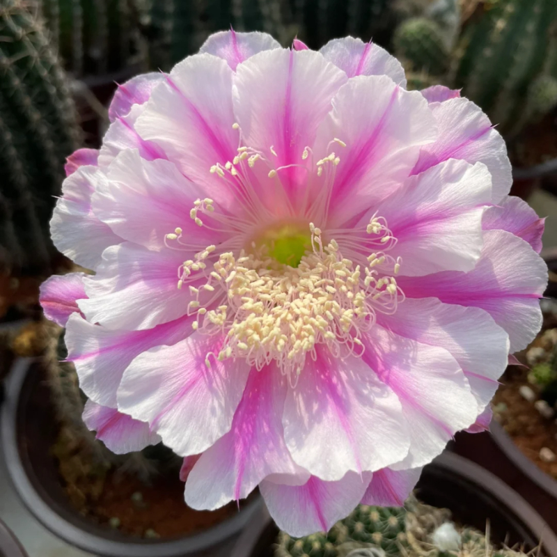 Easy care🌵🌸Flowering Cactus Seeds