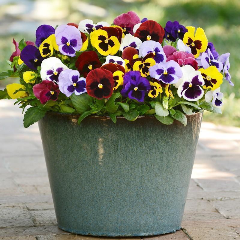 Mixed Color Pansy (Viola tricolor) Seeds 🌸