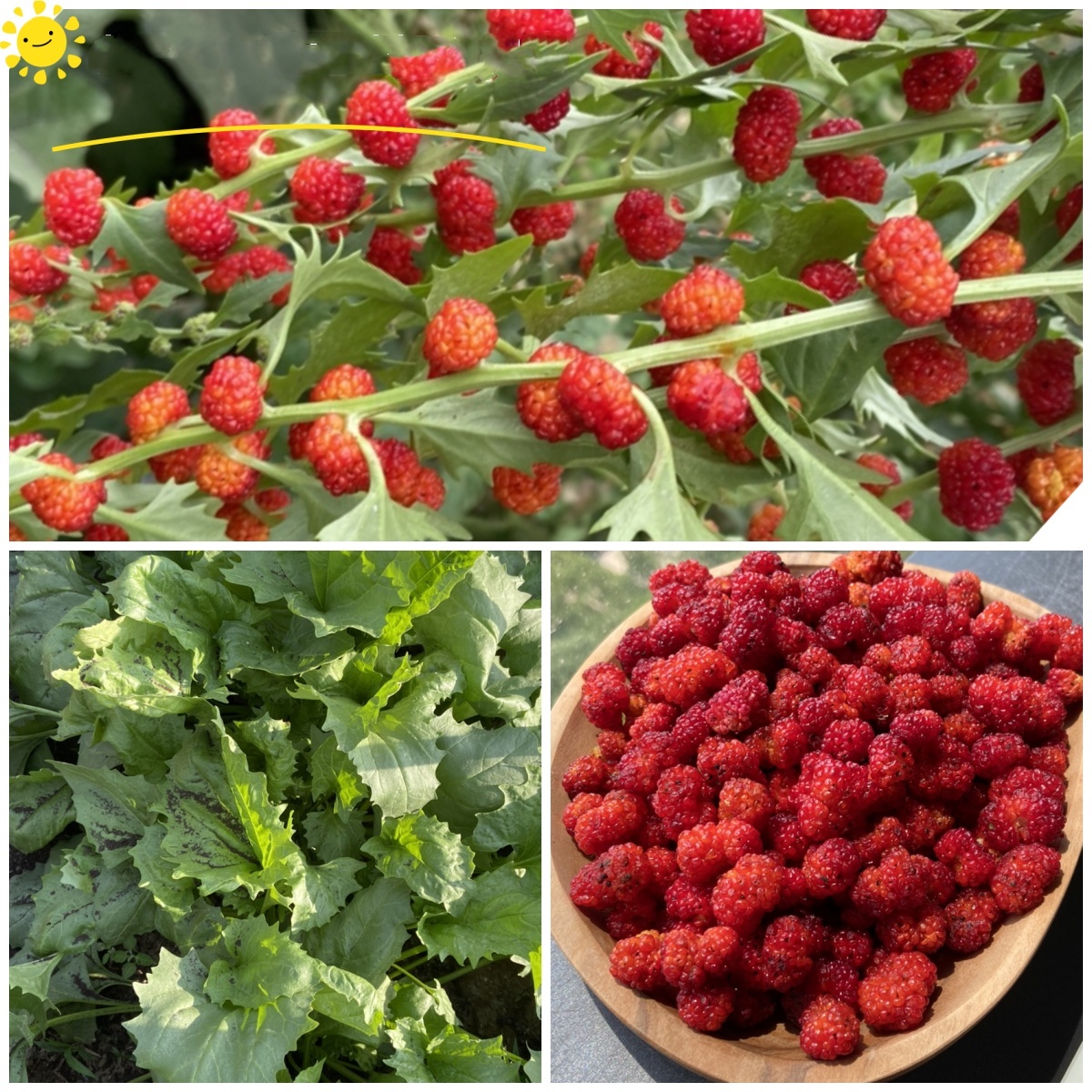 🍓 Strawberry Blite Seeds – Chenopodium capitatum 🍃