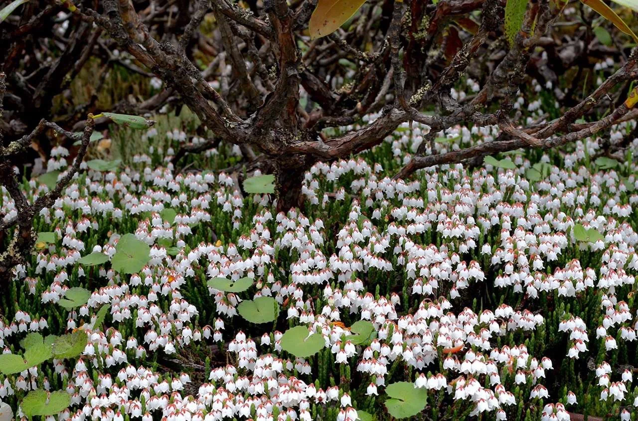 Cassiope Selaginoides Seeds | The Alpine Jewel – Snow Velvet 