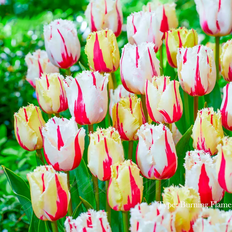  Tulip Bulbs 🌷 - Brighten Your Garden with Stunning Spring Blooms 🌸