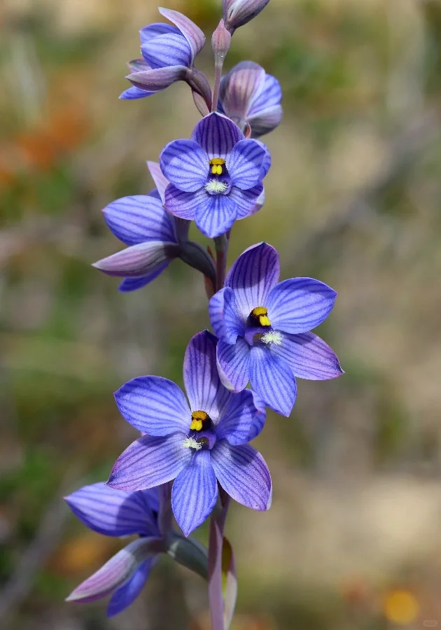 The Enigmatic Bluebell Sun Orchid (Thelymitra ixioides) – Rare Seeds Now Available!