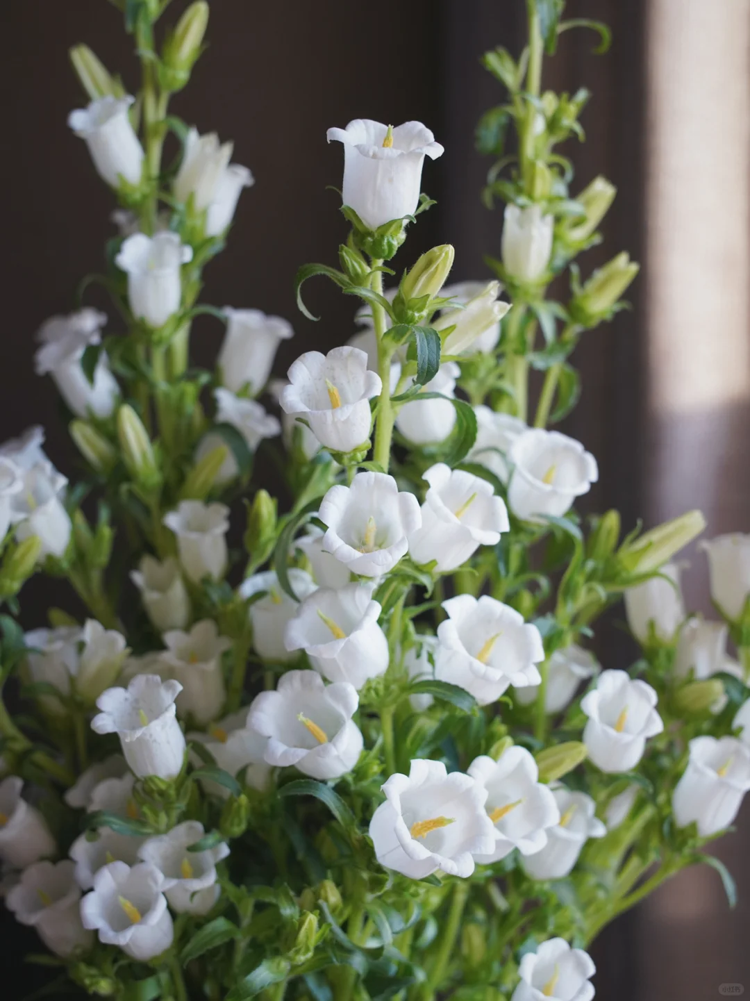 Bellflower Seeds/Canterbury Bells Seeds