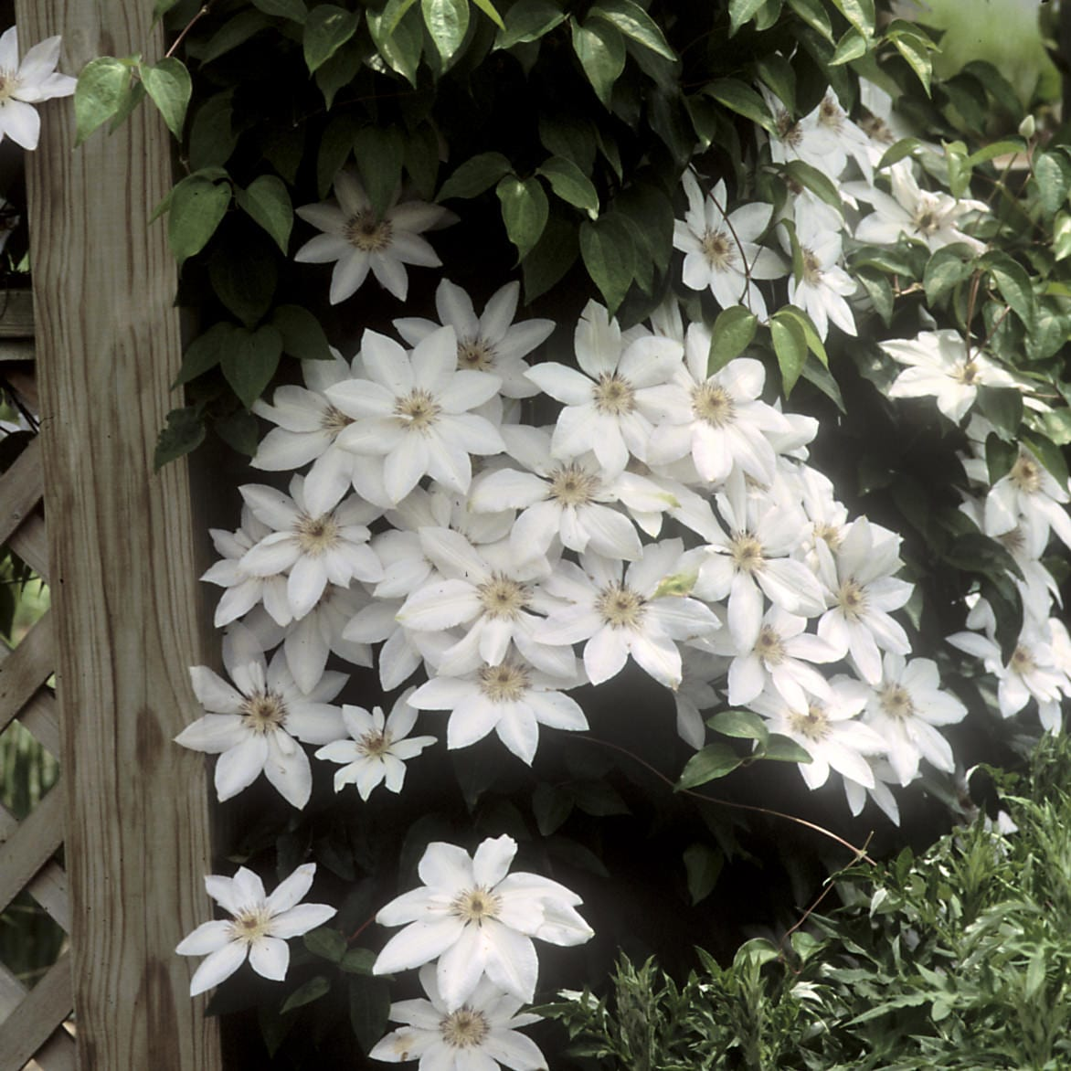 🌸🌼 Clematis - The Queen of Your Garden! 🌼
