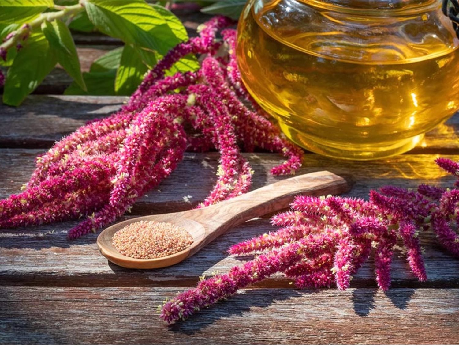 🌿 Amaranthus Caudatus Seeds – The Stunning & Nutritious Love-Lies-Bleeding! 🌾