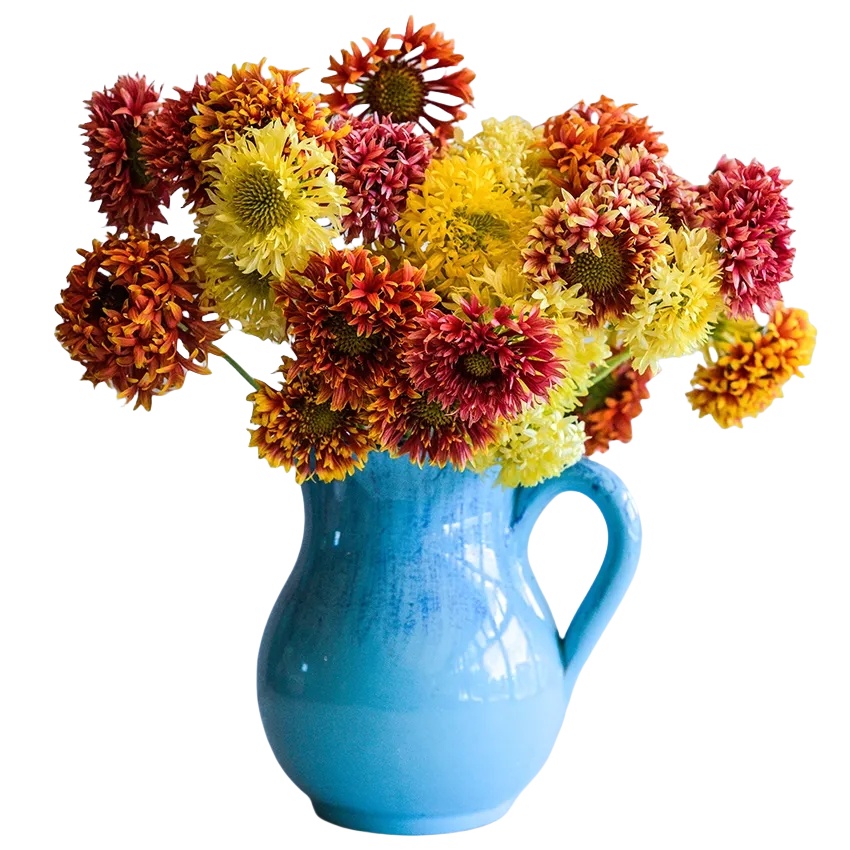 Gaillardia (Blanket Flower) Seeds – Gaillardia pulchella 🌼