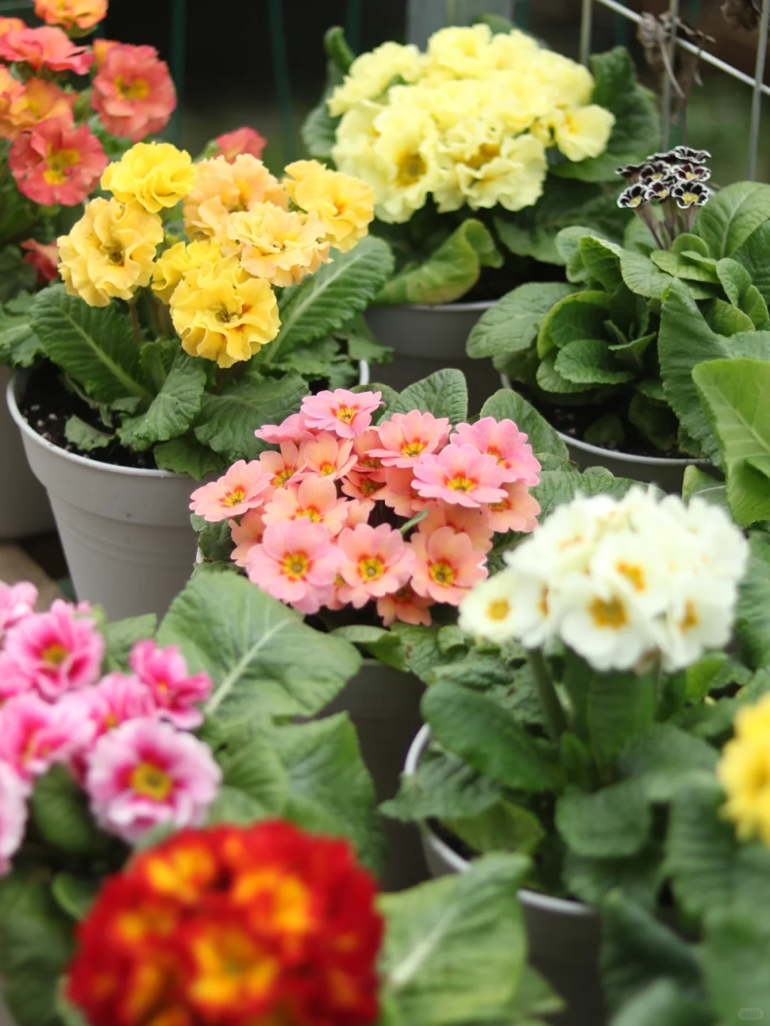 Low light 🌼 Small balcony 🌸 Plant it 🌹 Primrose