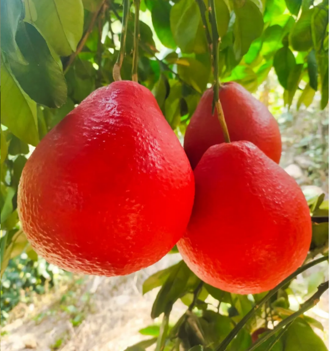 Perfume Red Pomelos Seeds