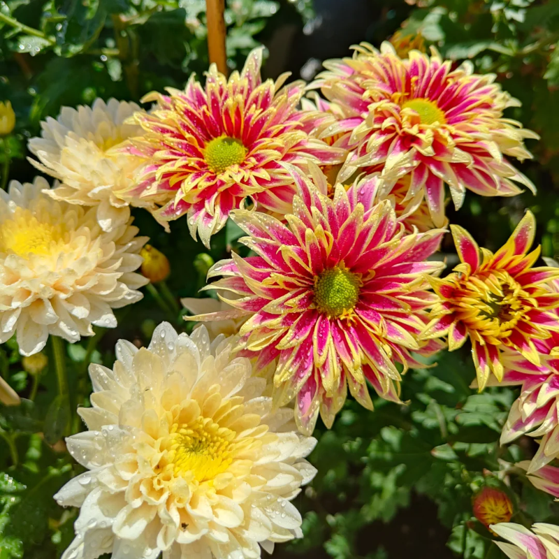 Rare Treasure Chrysanthemum Seeds 🌸✨