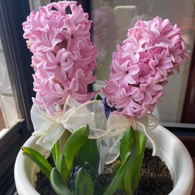 💐Hyacinth—Pure Happiness