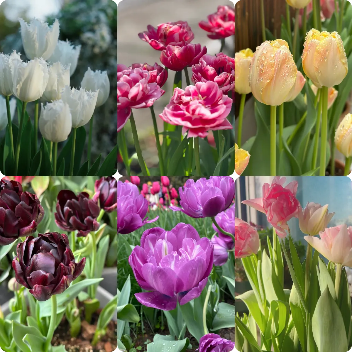 🌷 Tulip Bulbs: Your Gateway to Vibrant Spring Blooms! 🌷