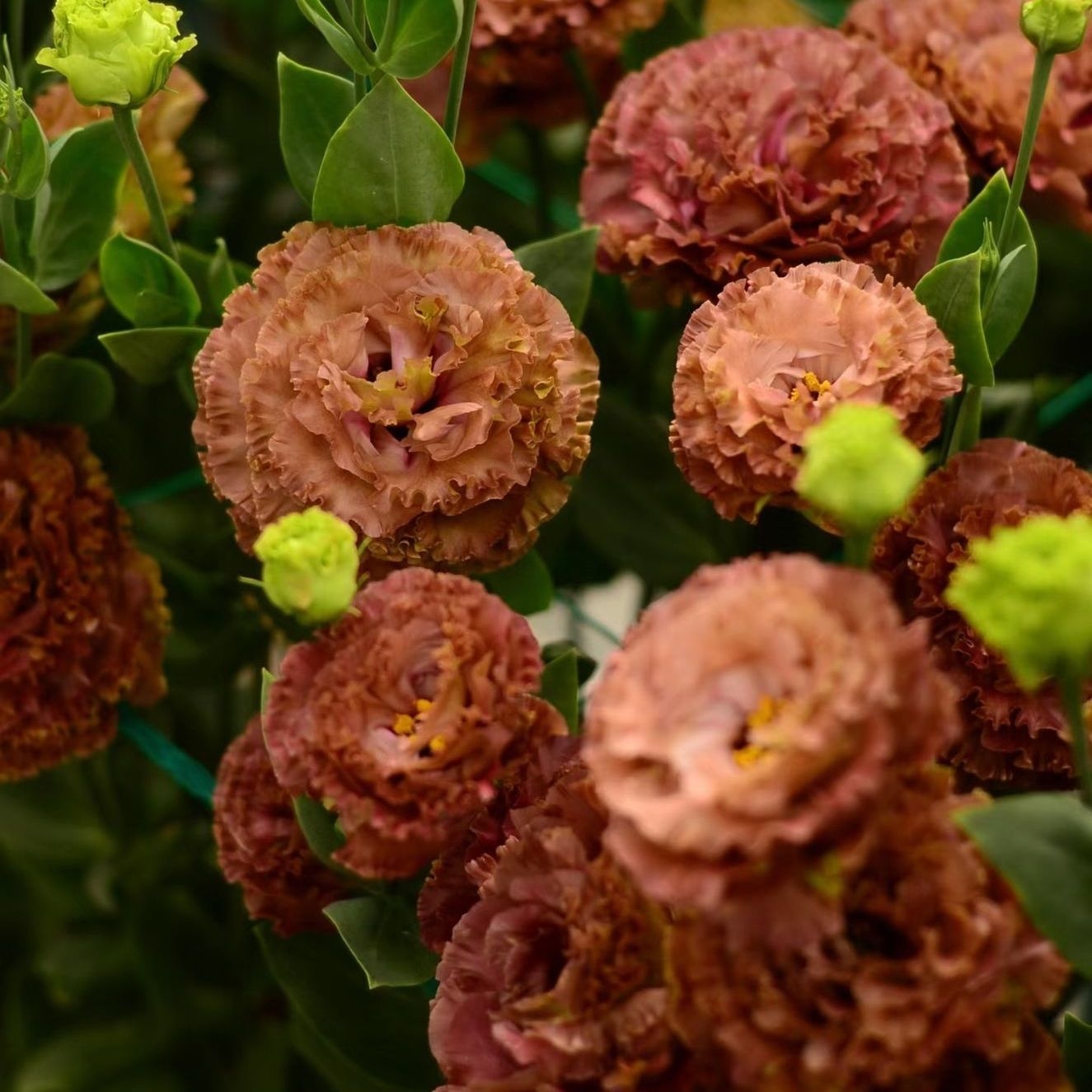 🌷Lisianthus Seeds 🌈Year-Round Double Blooms🌟