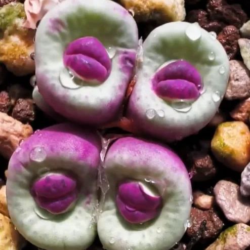 Red Lips, Rare Succulents