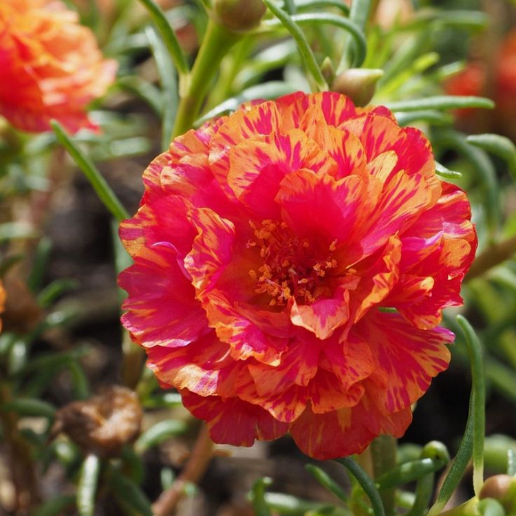 🌼 Moss Rose: The Sunshine Bloom That Thrives with Love! 🌞