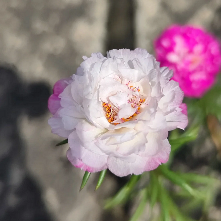 🌼 Moss Rose: The Sunshine Bloom That Thrives with Love! 🌞