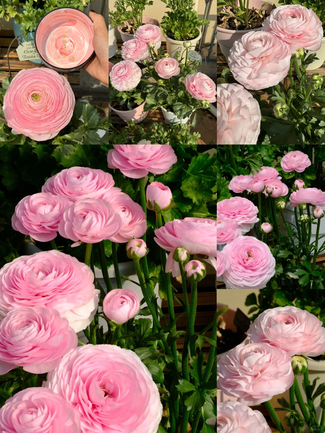 🌷 The most beautiful flower in the garden - buttercups