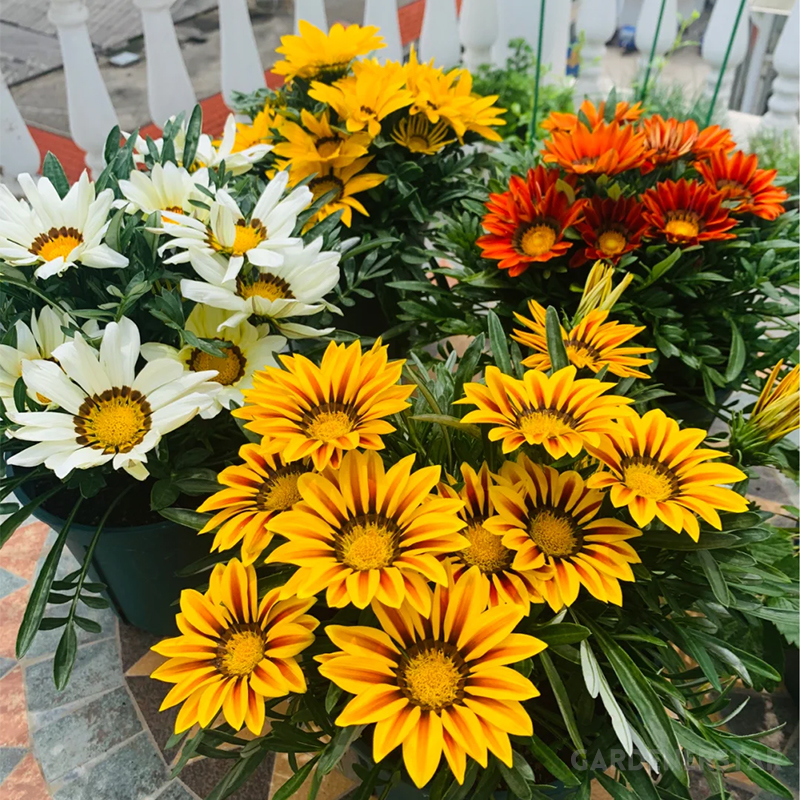Medal Chrysanthemum Seeds - Flower of Glory