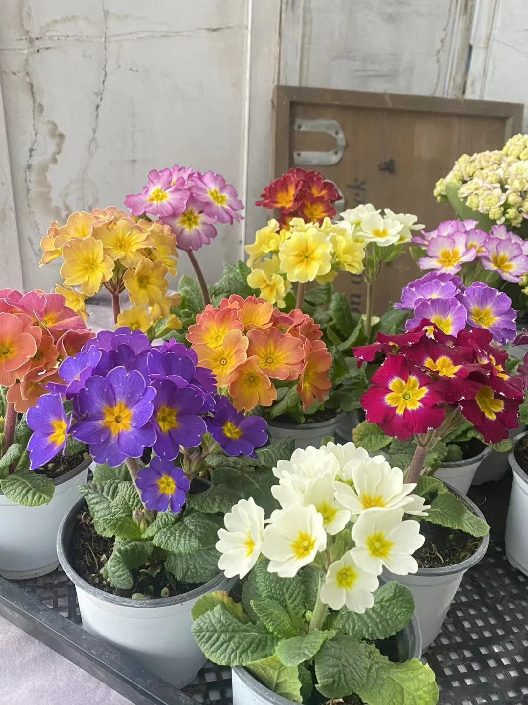 Low light 🌼 Small balcony 🌸 Plant it 🌹 Primrose