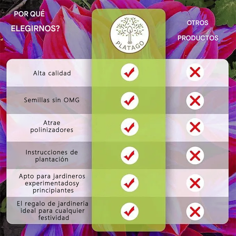 💥Oferta especial 2025 🌌 Semillas de Hosta Corazón Azul Medianoche, planta perenne de sombra para jardín