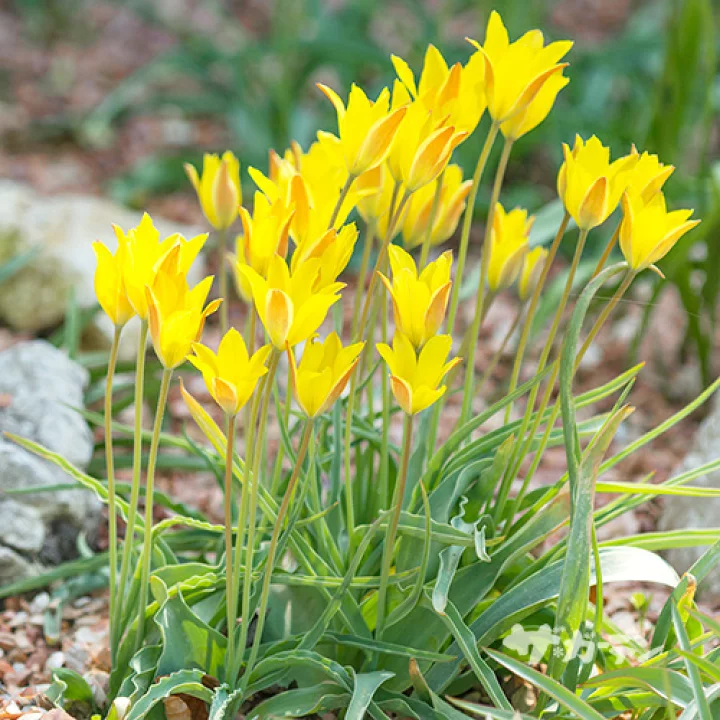 🌷 Botanical Tulip Bulbs