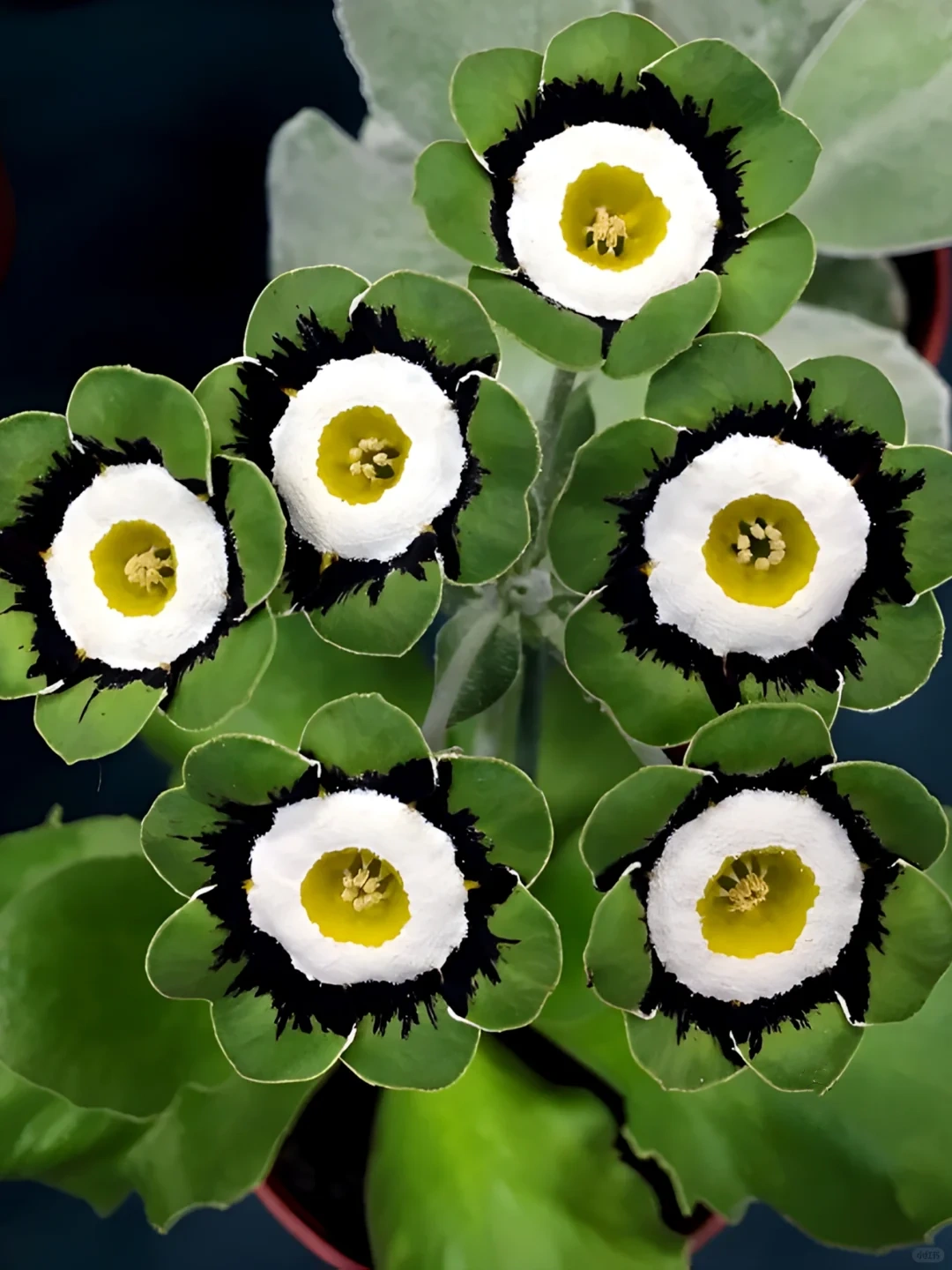 Primula auriculata Seeds: The Alpine Jewel of Spring 🌸🏔️
