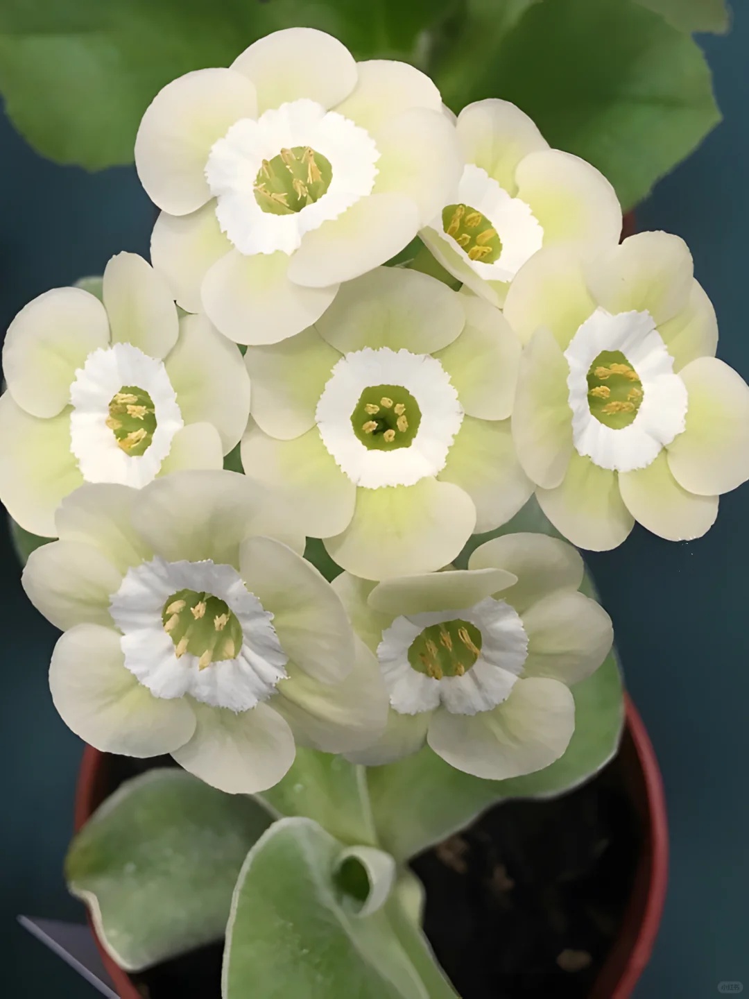 Primula auriculata Seeds: The Alpine Jewel of Spring 🌸🏔️